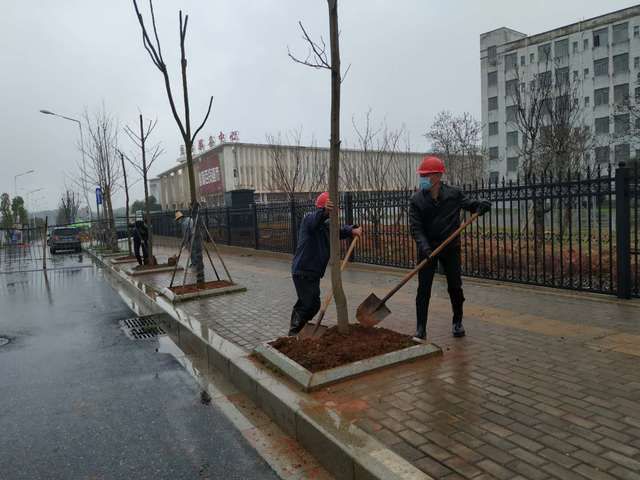 后勤管理处职工在志敏大道南侧辅路植树 后勤管理处职工在志敏大道南侧辅路植树